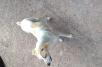 Chien