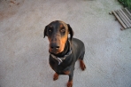 Chien