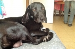 Chien
