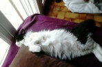Chien