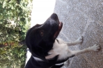 Chien
