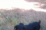 Chien