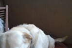 Chien
