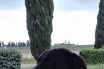 Chien