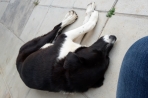 Chien