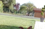 Chien