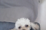 Chien