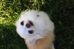 Chien