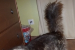 Chien
