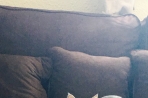 Chien