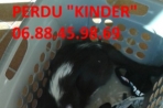 Chien