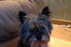 Chien