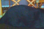 Chien