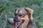 Chien