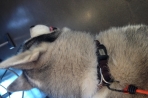 Chien
