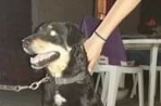Chien