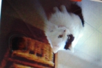 Chien