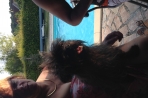 Chien