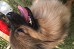 Chien