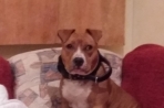 Chien