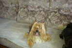 Chien