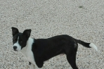Chien