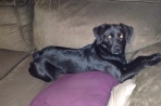 Chien