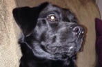 Chien
