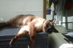 Chien