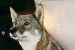 Chien