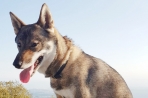 Chien