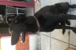 Chien