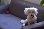 Chien
