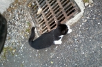 Chien