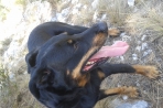 Chien