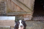 Chien