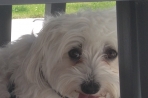 Chien