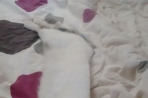 Chien