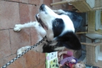 Chien