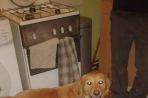Chien