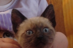 Chien
