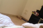 Chien