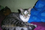 Chien