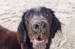 Chien