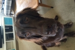 Chien