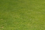 Chien