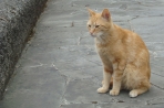 Chien