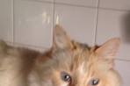 Chien