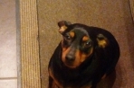 Chien