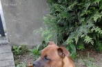 Chien